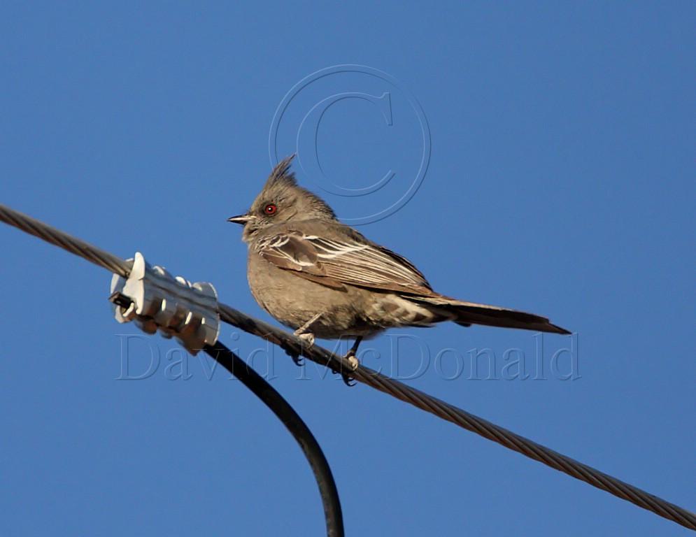 Phainopepla - female_5333.jpg