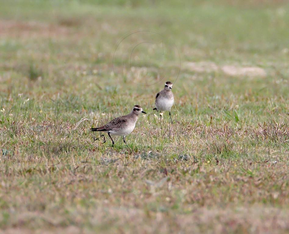 American Golden Plover - non-breeding_7493.jpg