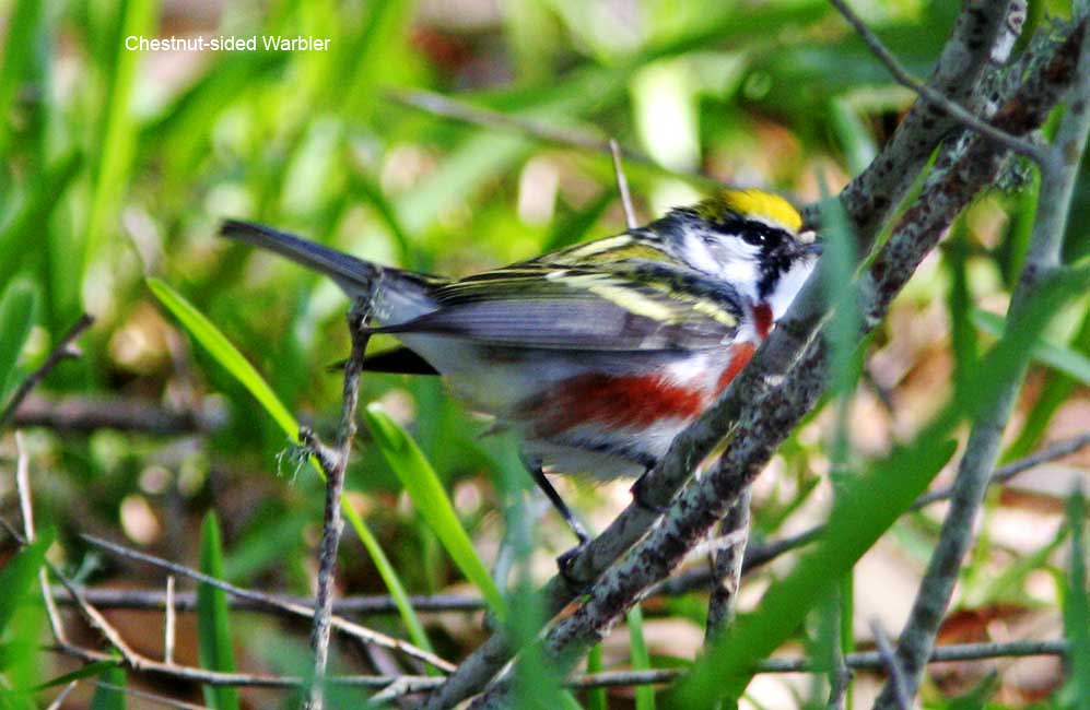 Chestnut-sided Warbler_3434.jpg