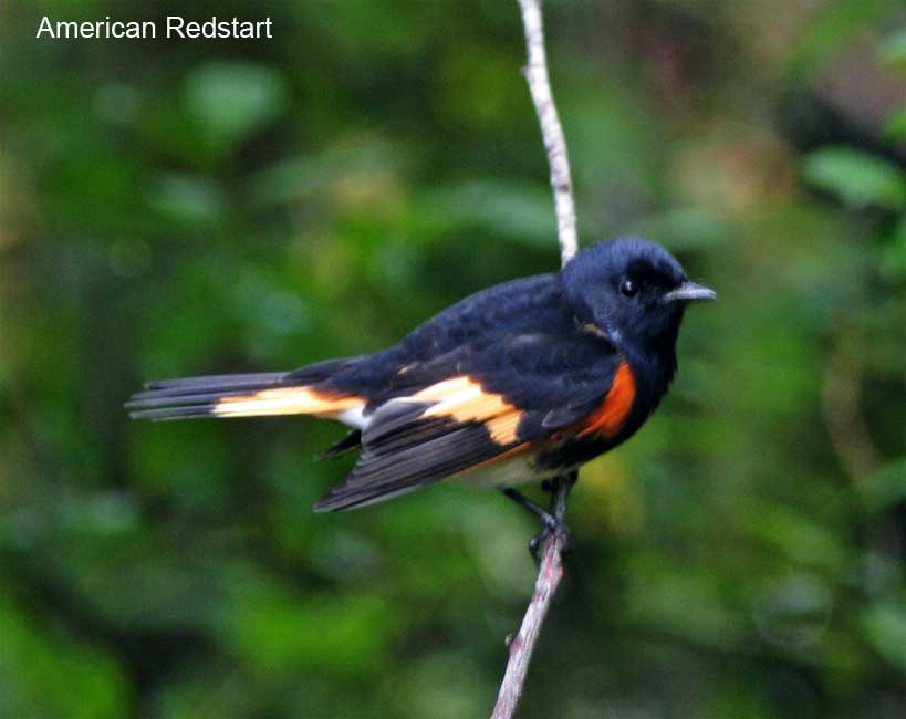 American Redstart - male_9331.jpg