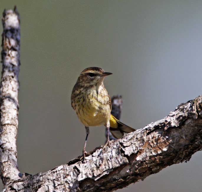 Palm Warbler - breeding_4671.jpg