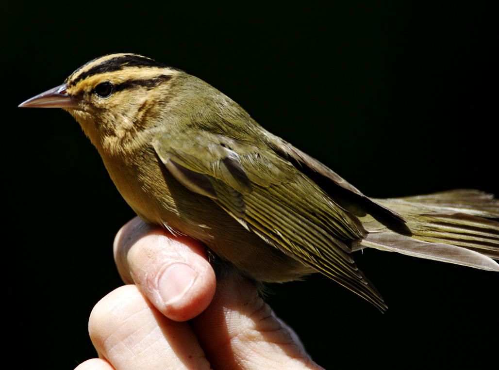 Worm-eating Warbler_7561.jpg