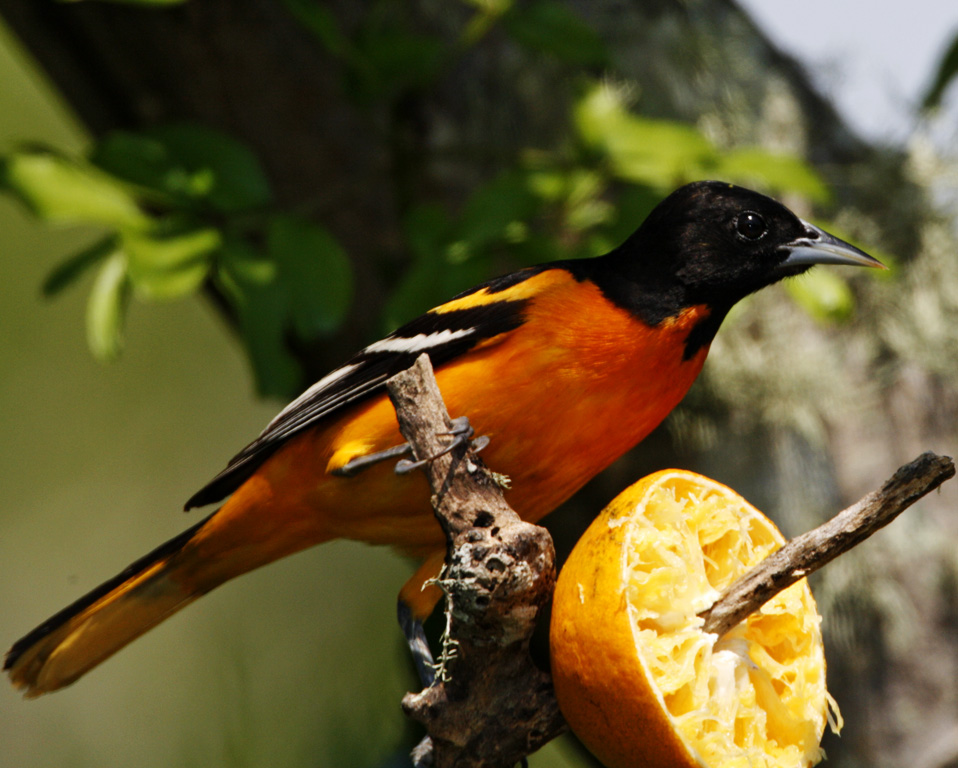 Baltimore Oriole - male_7922.jpg