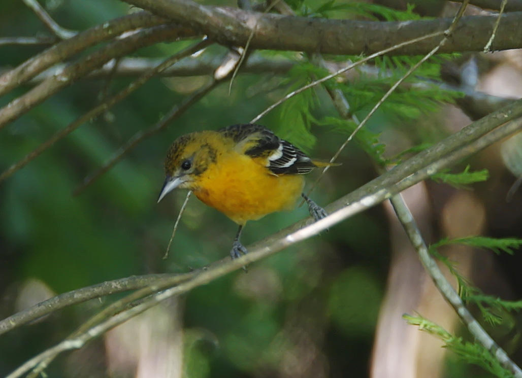 Baltimore Oriole - female_6425.jpg