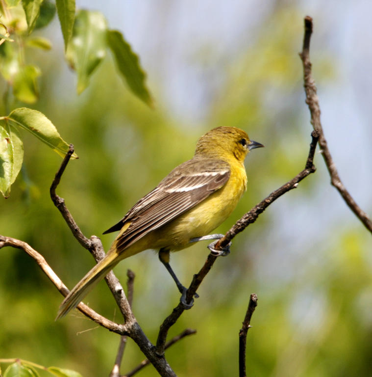 Orchard Oriole - female_8243.jpg