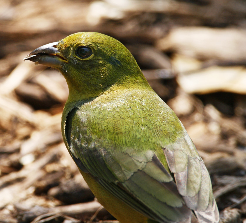 Painted Bunting - female_8039.jpg