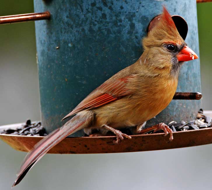 Northern Cardinal - female_3597.jpg