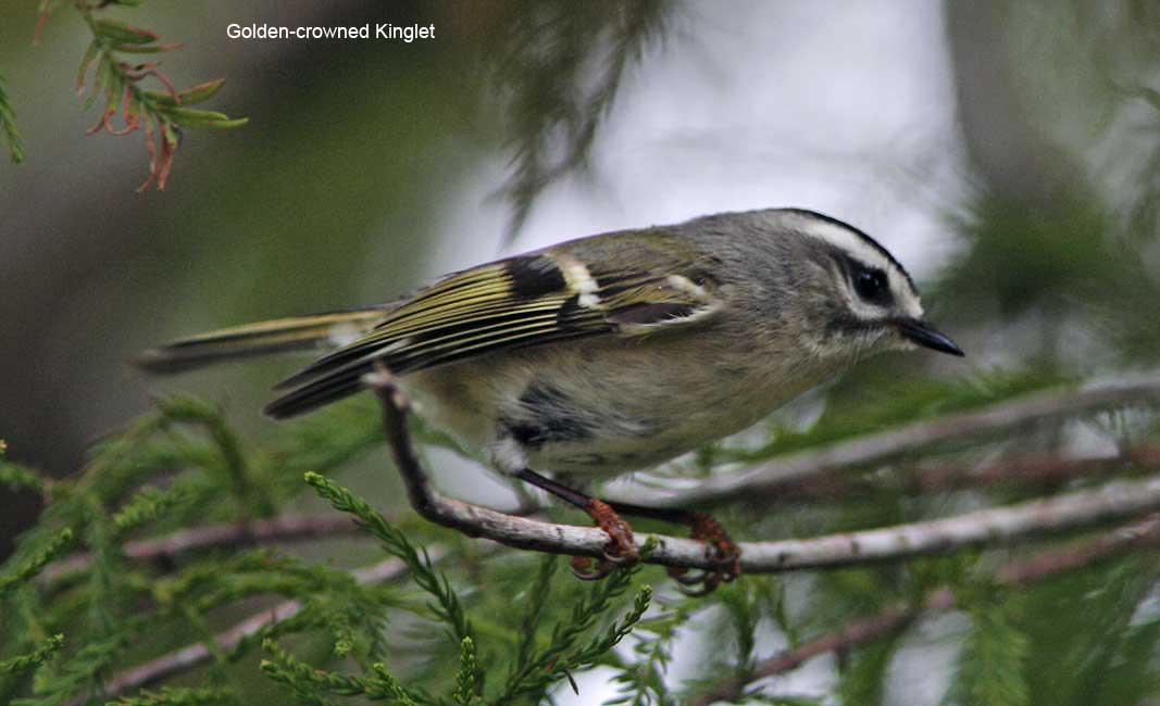 Golden-crowned Kinglet_9537.jpg