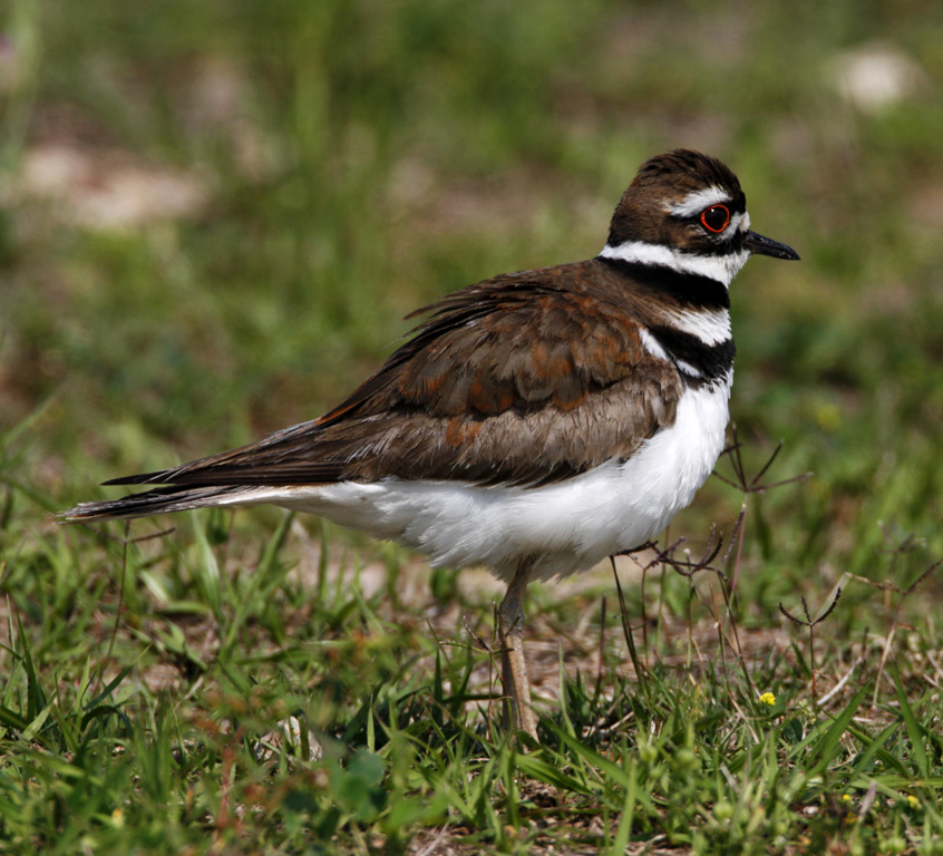 Killdeer_8408.jpg