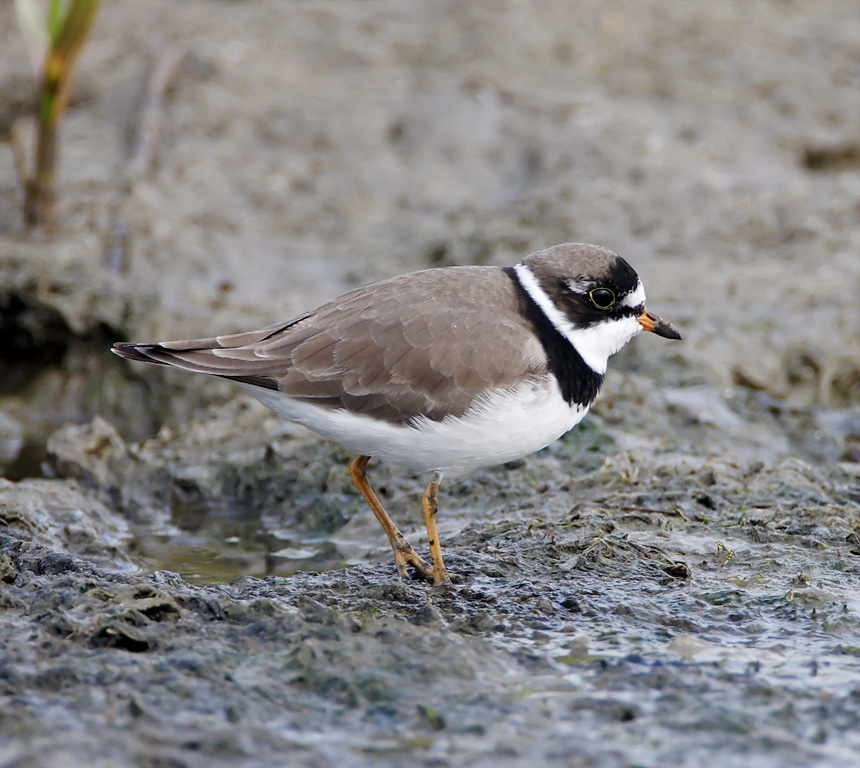 Semipalmated Plover - breeding_7156.jpg