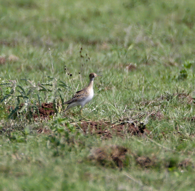 Upland Sandpiper_7040.jpg