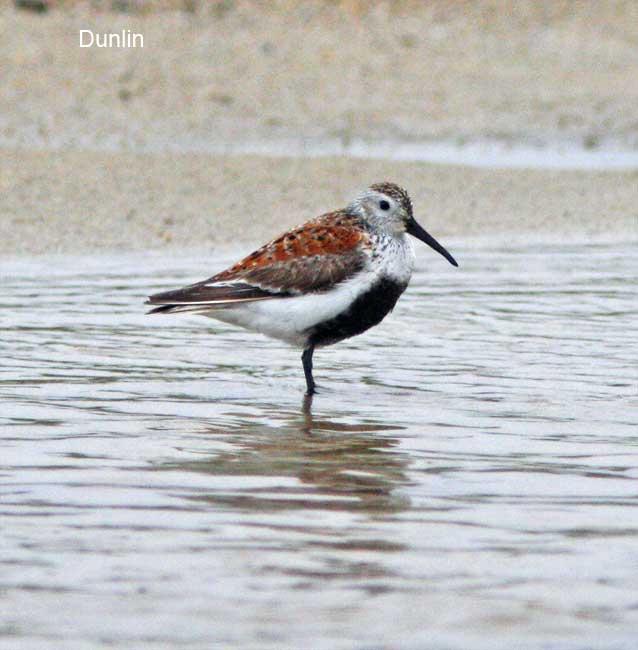 Dunlin - breeding_3988.jpg