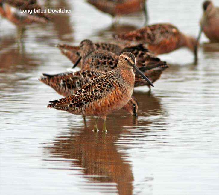 Long-billed Dowitcher - breeding_4424.jpg