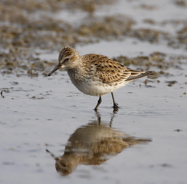 White-rumped Sandpiper_7121.jpg