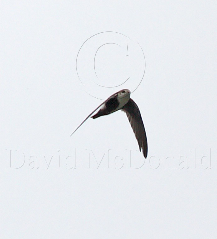 White-throated Swift_0316.jpg