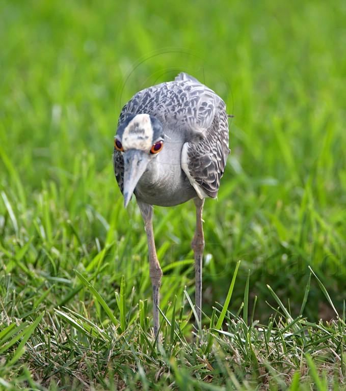 Yellow-crowned Night-Heron_1156.jpg
