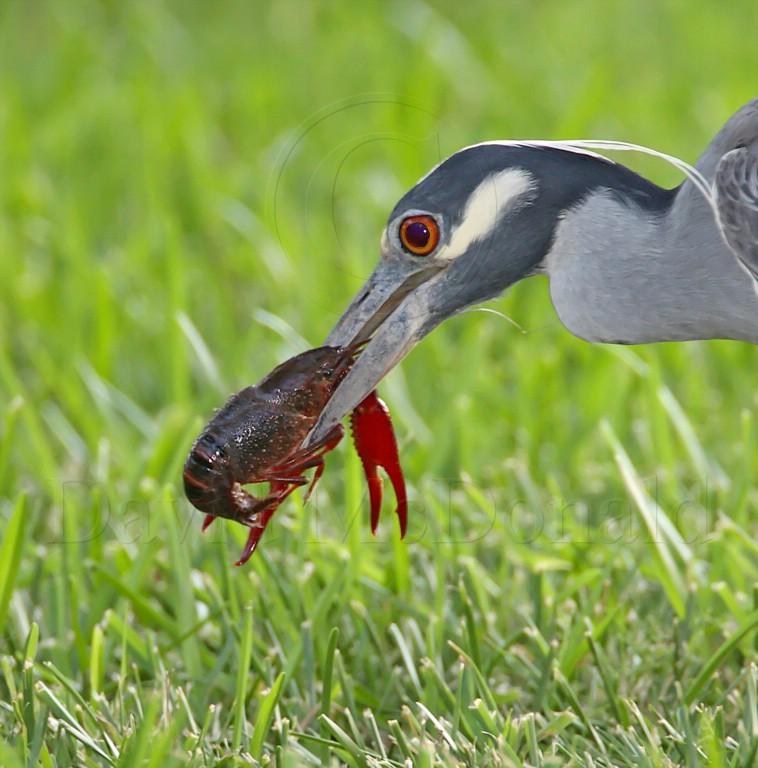 Yellow-crowned Night-Heron_1159.jpg