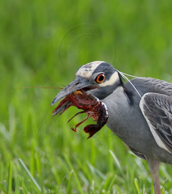 Yellow-crowned Night-Heron_1167.jpg