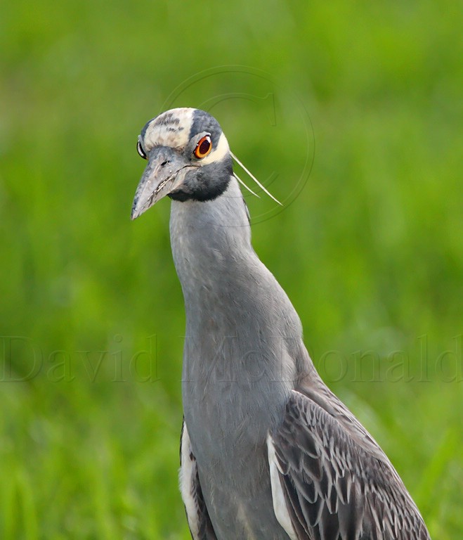 Yellow-crowned Night-Heron_1169.jpg
