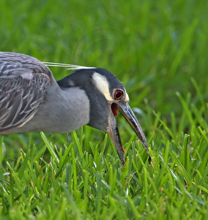 Yellow-crowned Night-Heron_1203.jpg