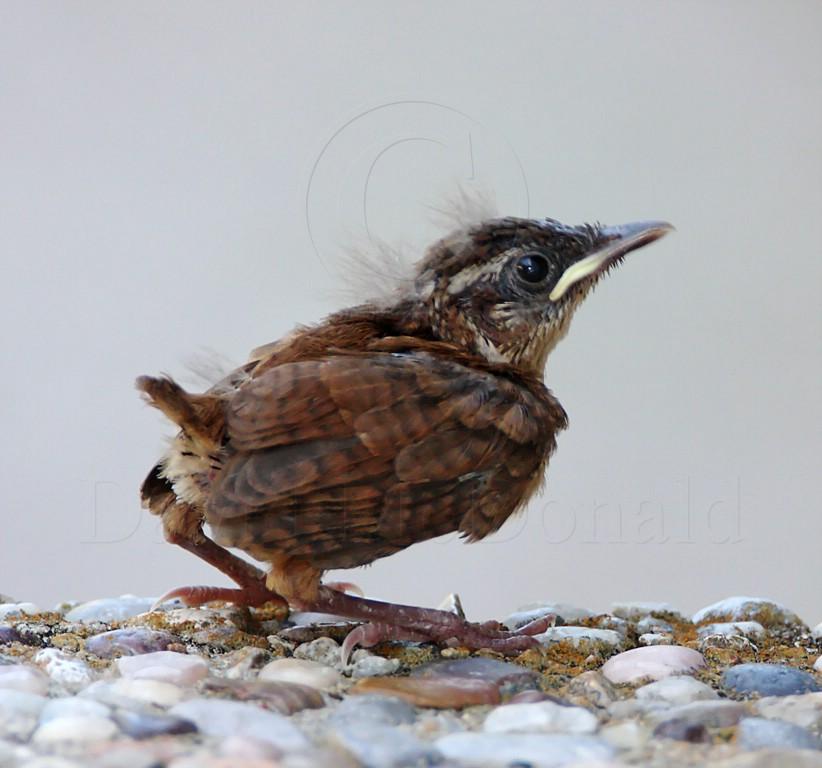 Carolina Wren - fledgling_1233.jpg