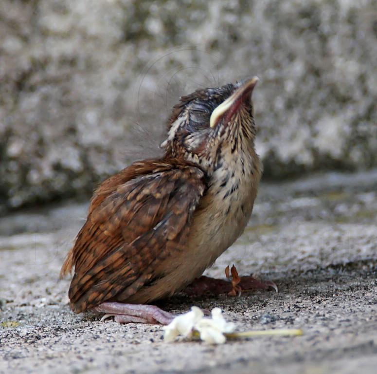 Carolina Wren - fledgling_1250.jpg