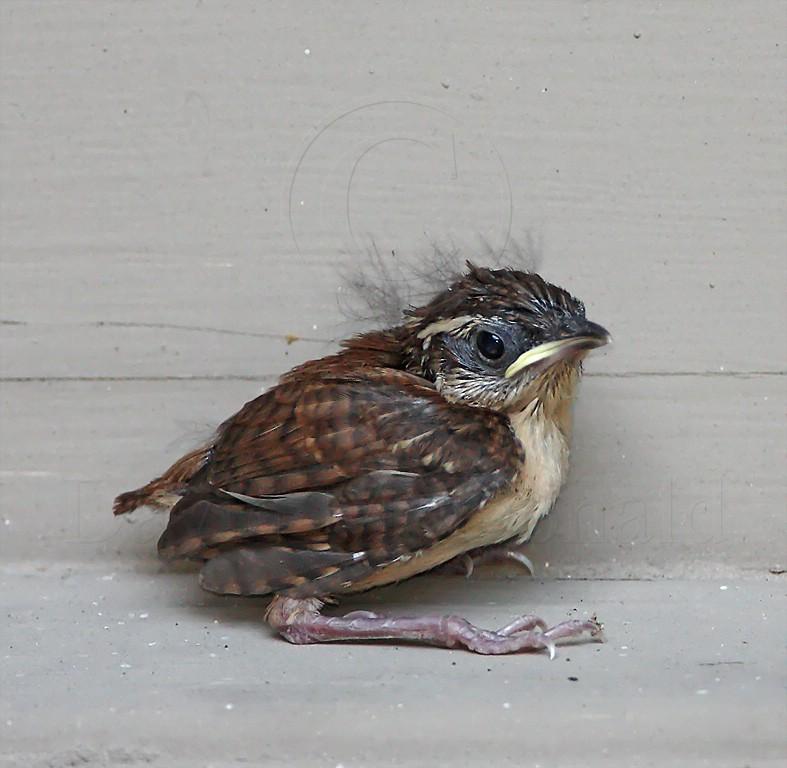 Carolina Wren - fledgling_1255.jpg