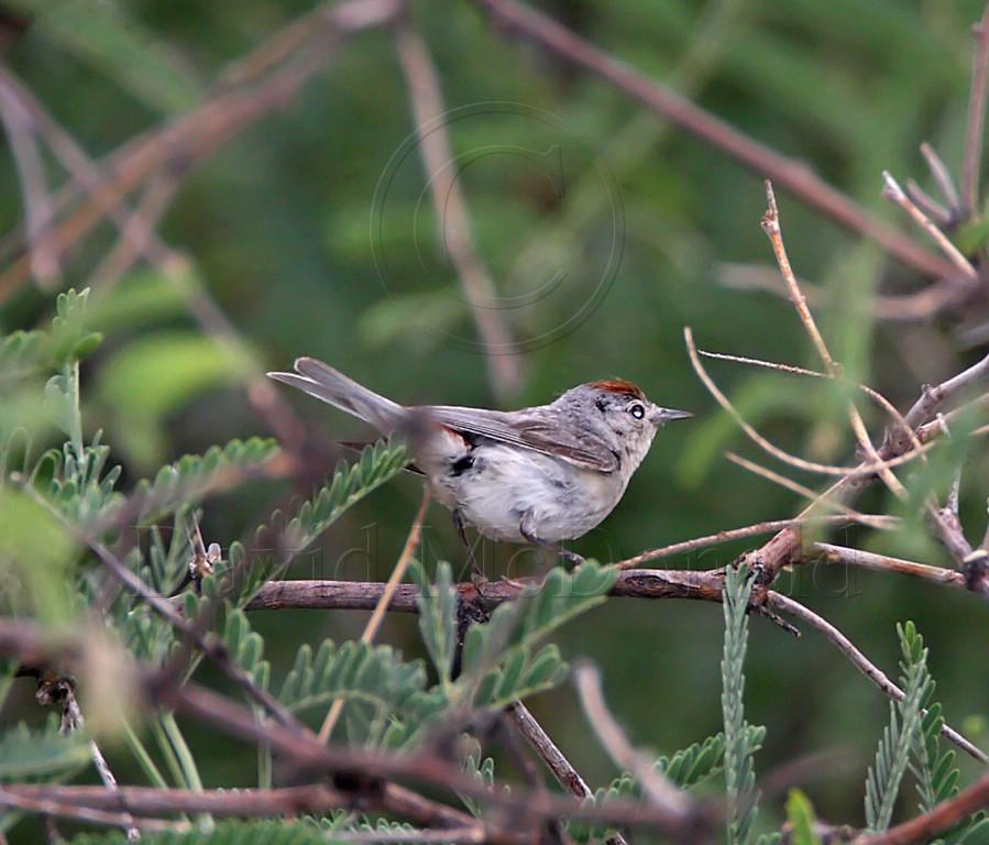 Lucys Warbler_2700.jpg