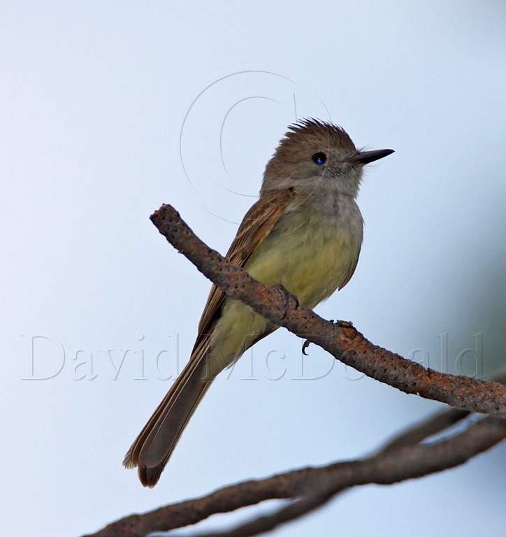 Dusky-capped Flycatcher_2435.jpg