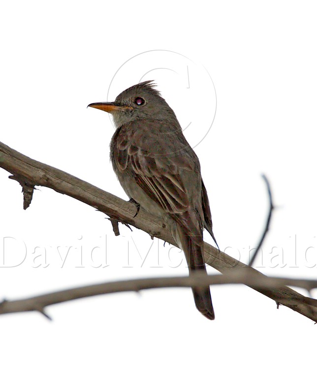 Greater Pewee_2421.jpg