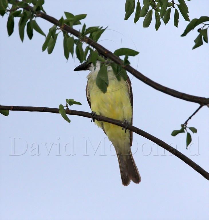 Thick-billed Kingbird_2760.jpg