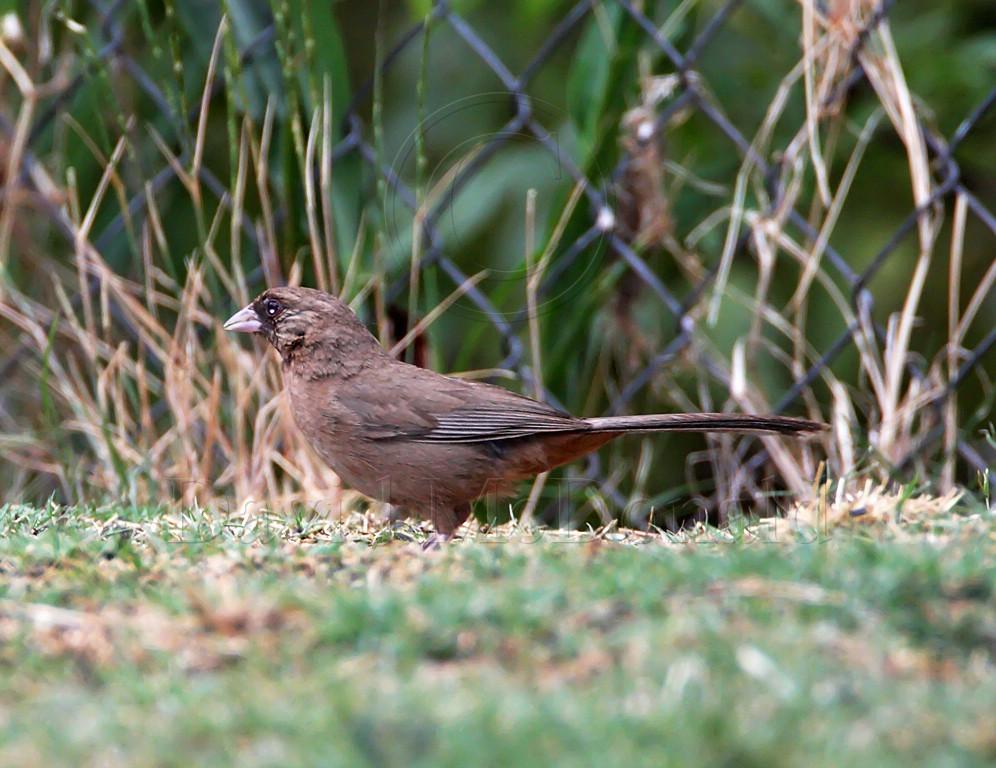 Aberts Towhee_2646.jpg
