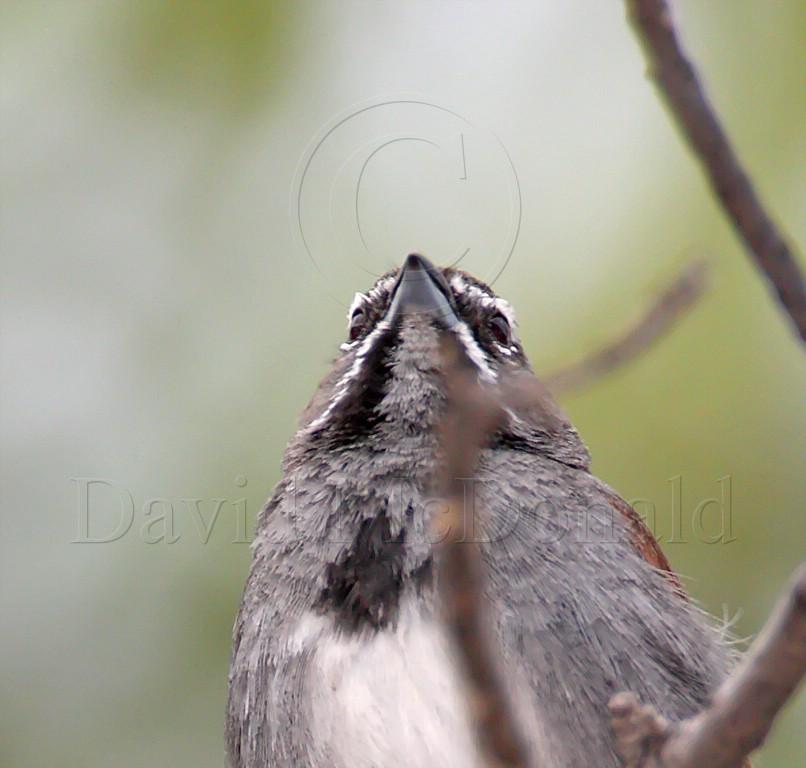 Five-striped Sparrow_2082.jpg