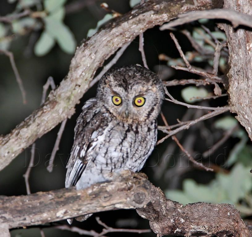 Whiskered Screech-Owl_2747.jpg