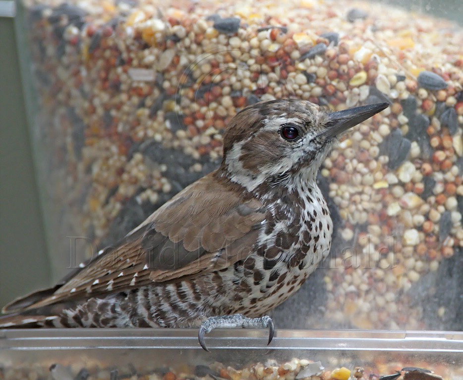 Arizona Woodpecker - female_1515.jpg