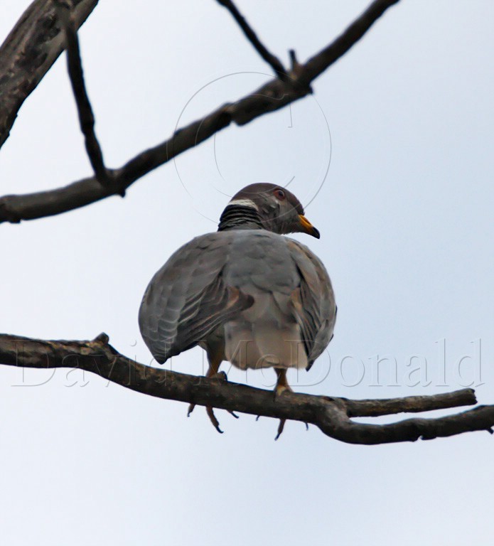 Band-tailed Pigeon_2942.jpg