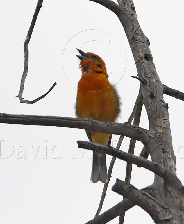 Flame-colored Tanager_1497.jpg