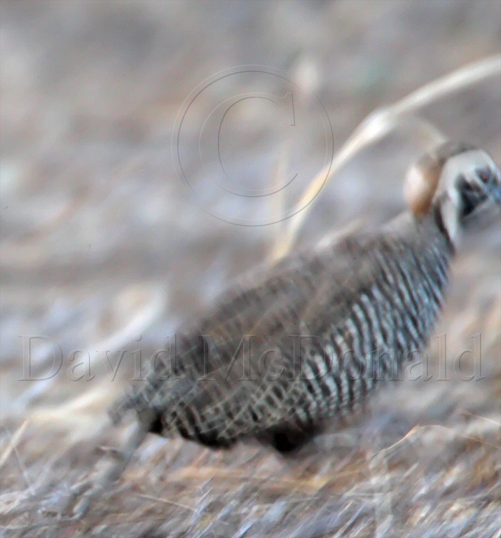 Montezuma Quail_2092.jpg