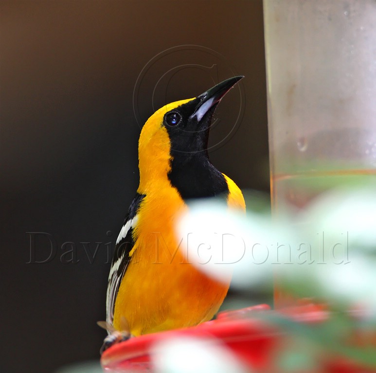 Hooded Oriole - male_1700.jpg