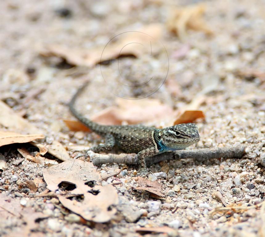 Yarrows Spiny Lizard_1397.jpg
