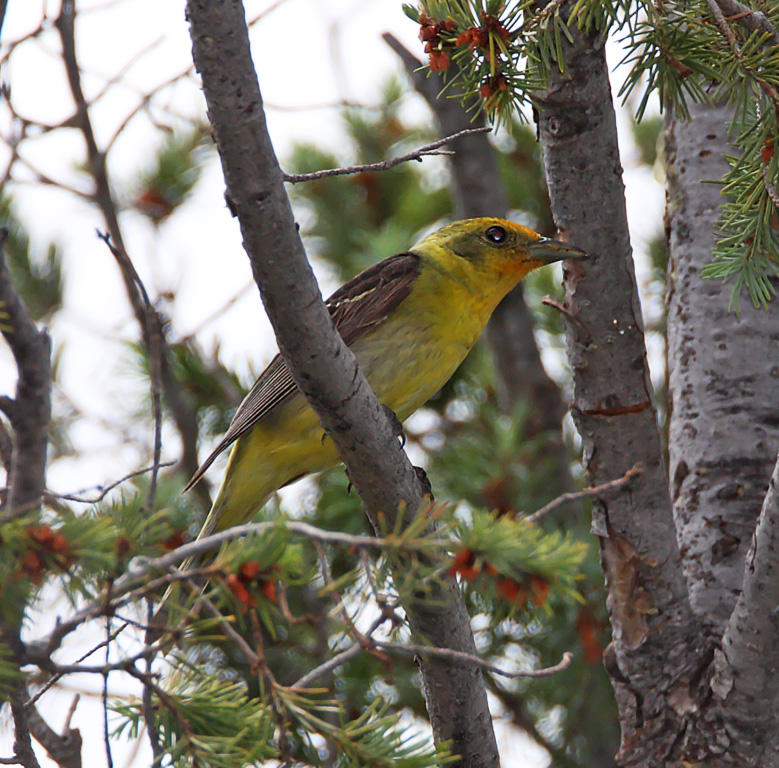 Western Tanager_2531.jpg