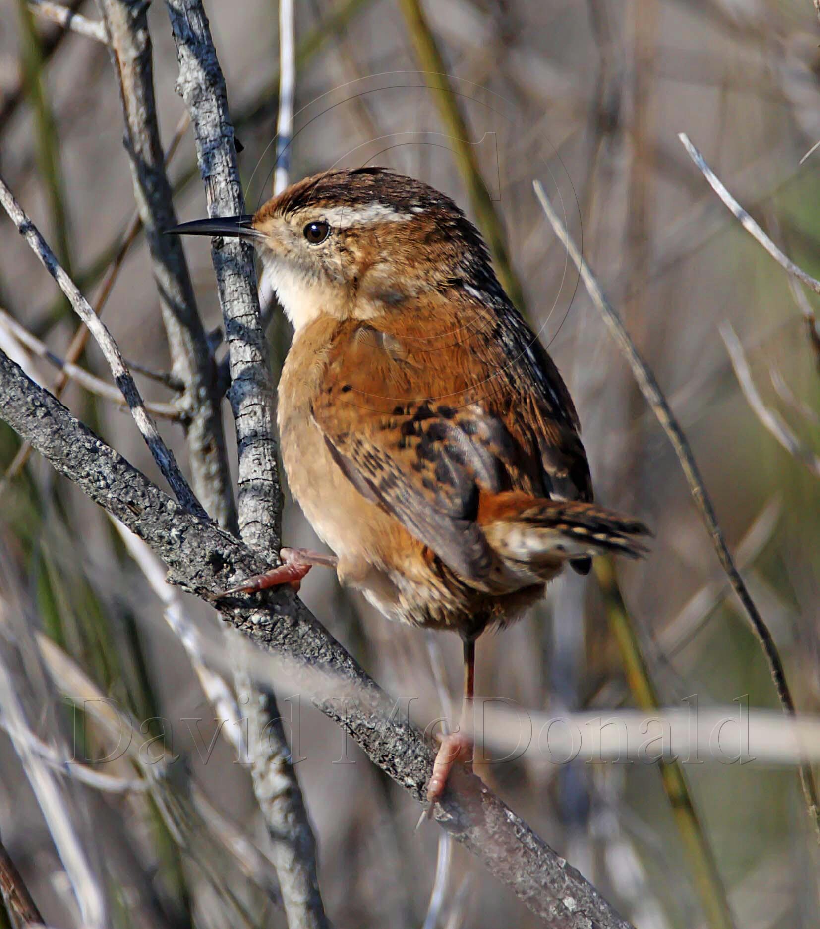 Marsh Wren_6022.jpg