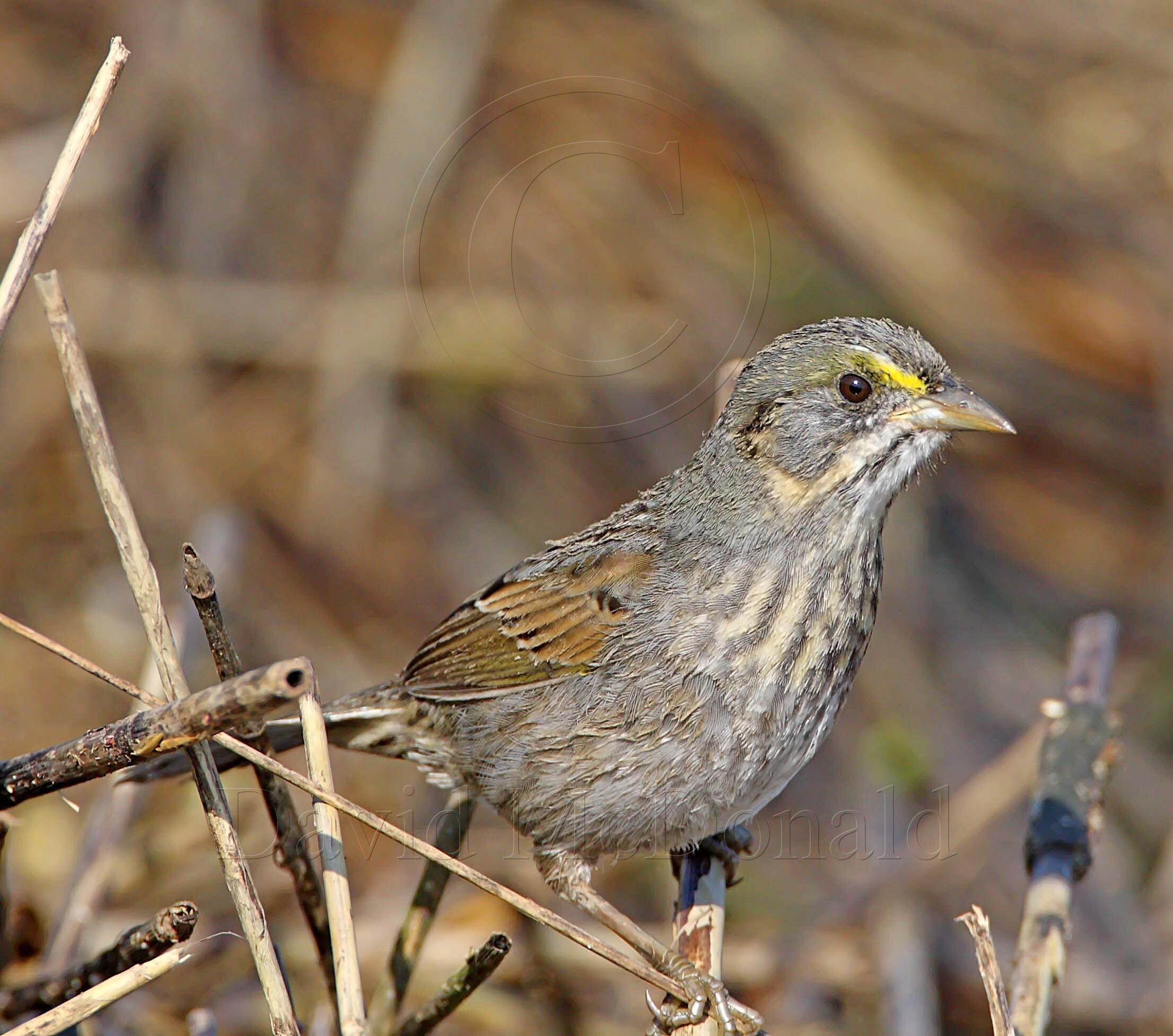 Seaside Sparrow - juvenile_6056.jpg