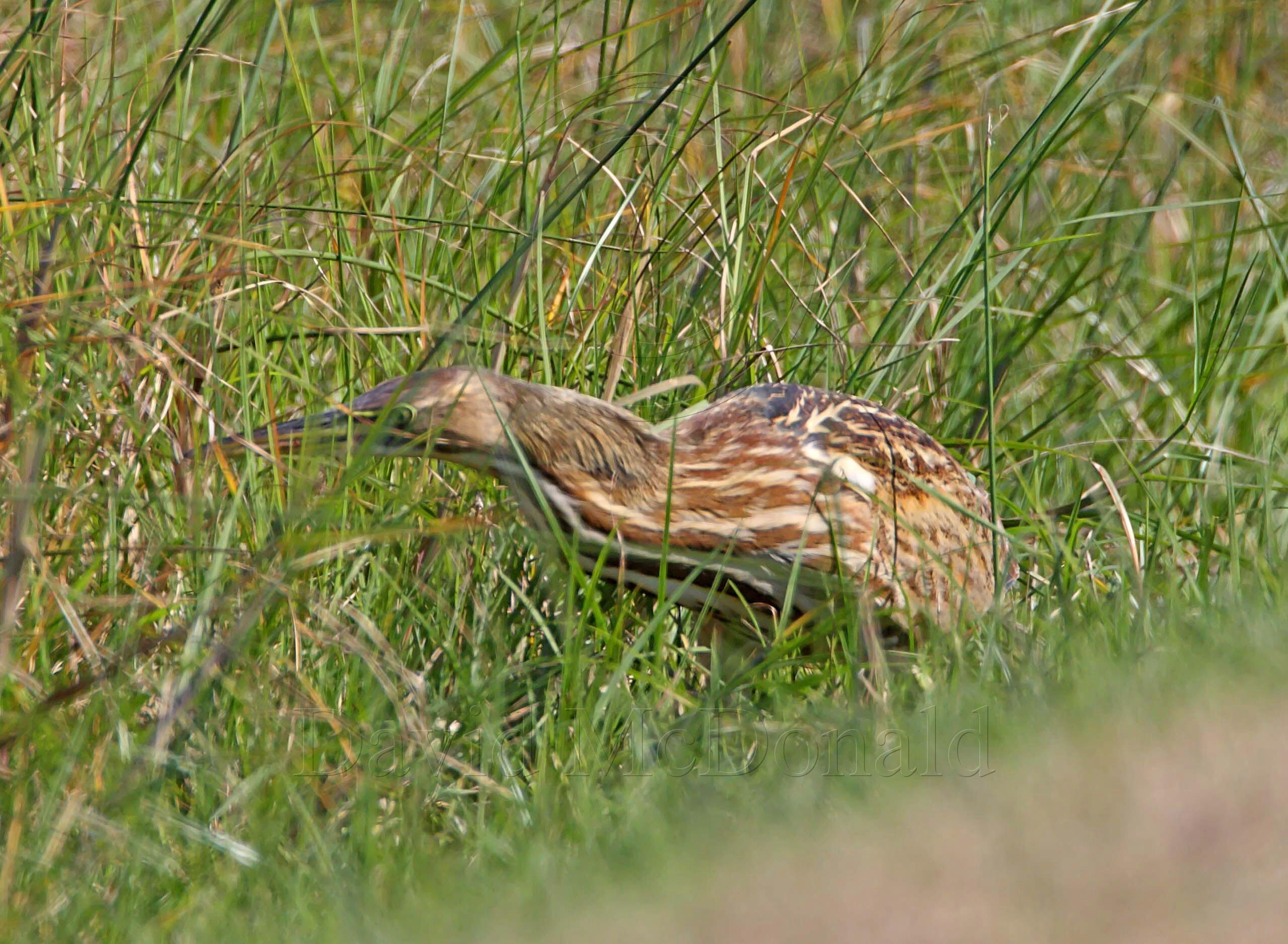 American Bittern_6093.jpg