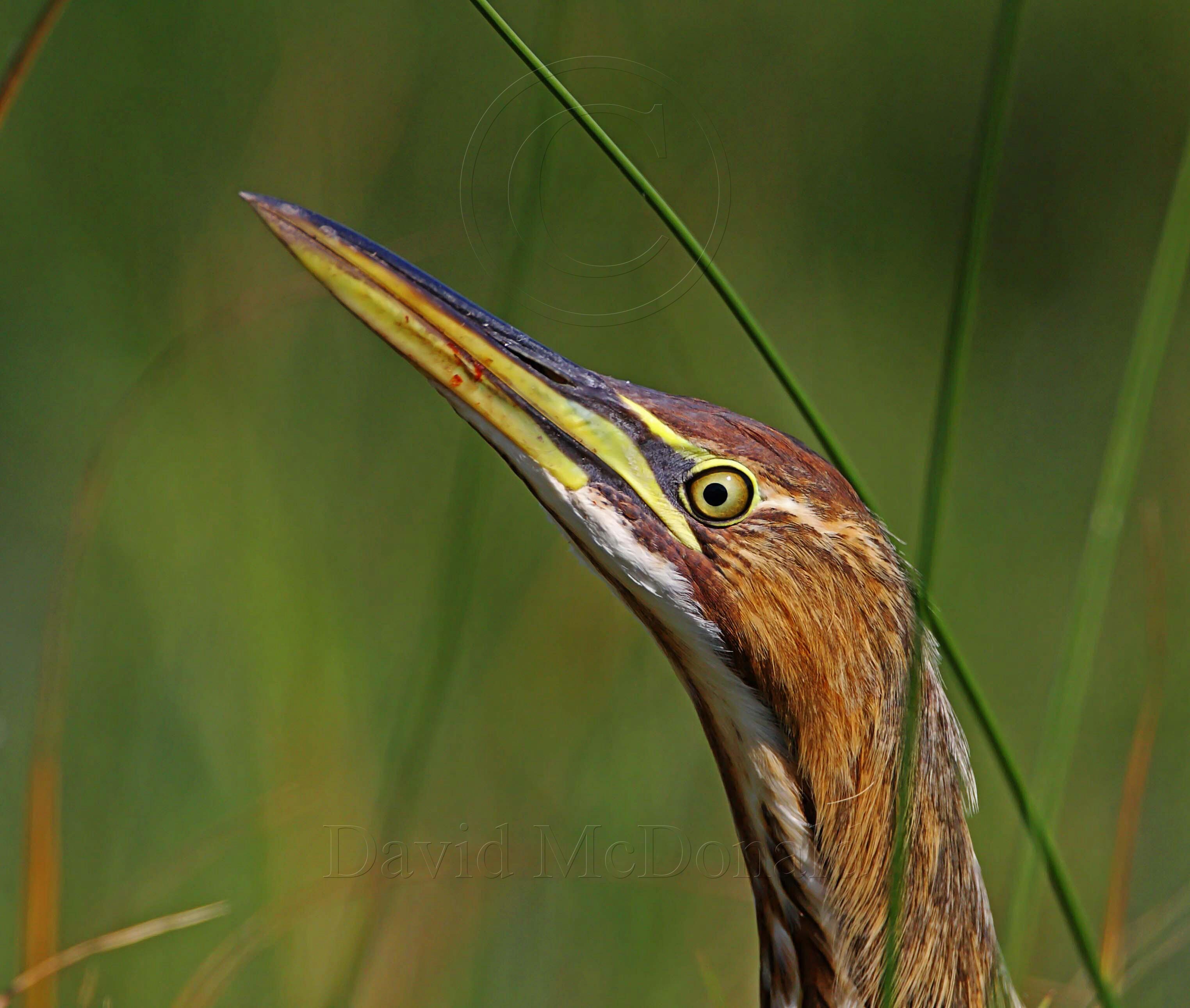 American Bittern_6100.jpg