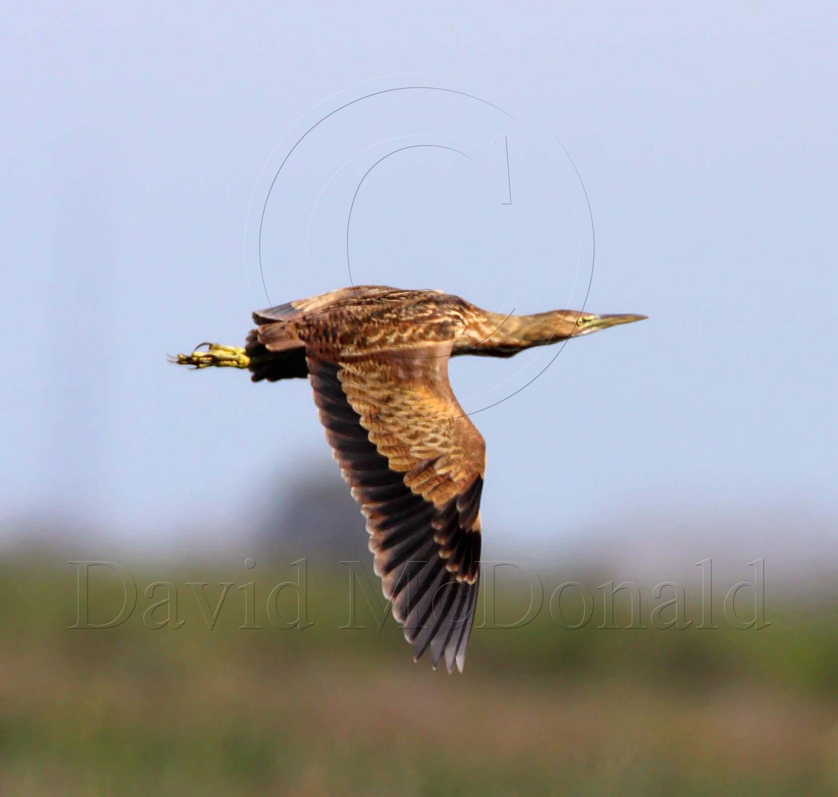 American Bittern_6168.jpg