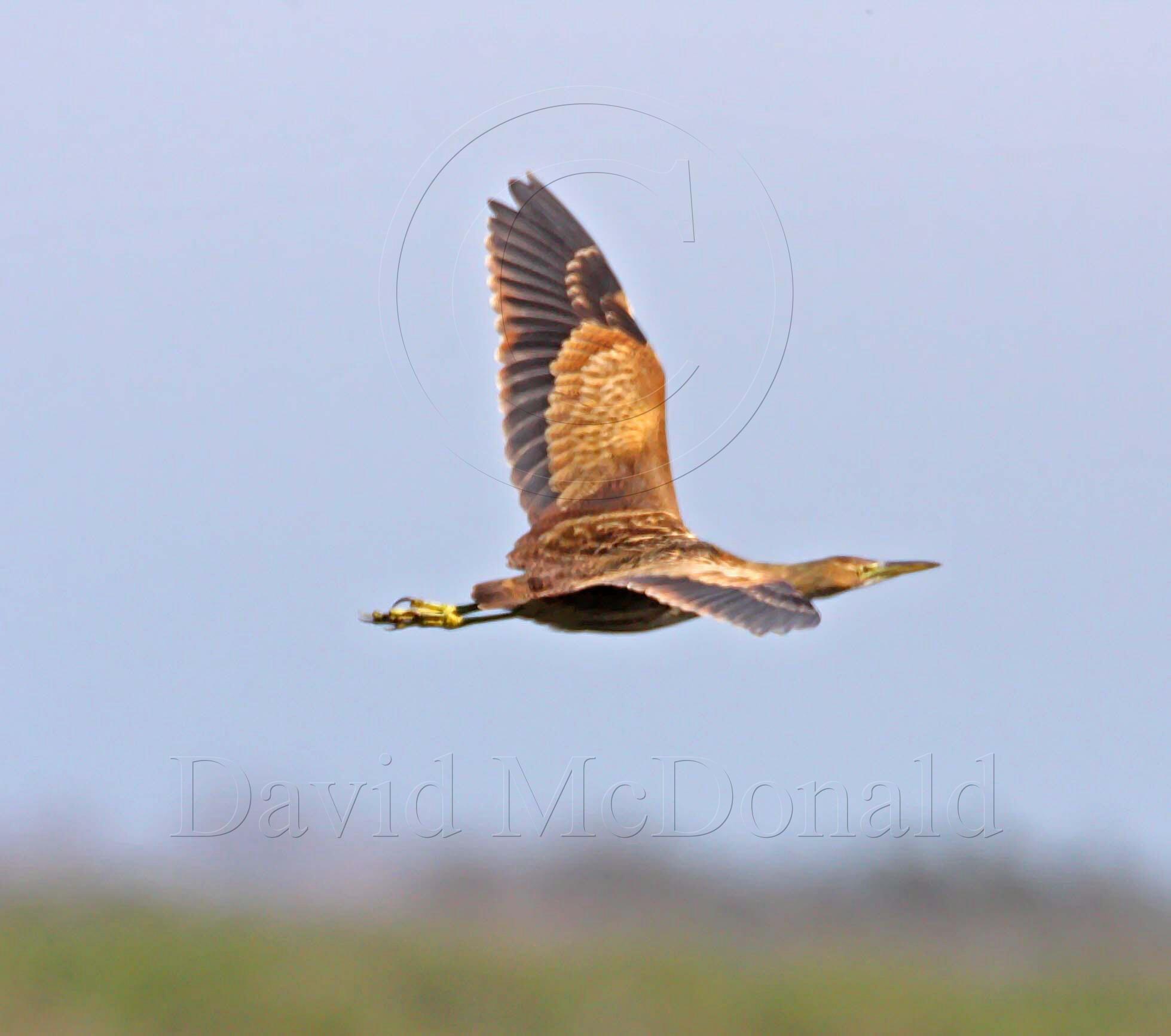 American Bittern_6169.jpg