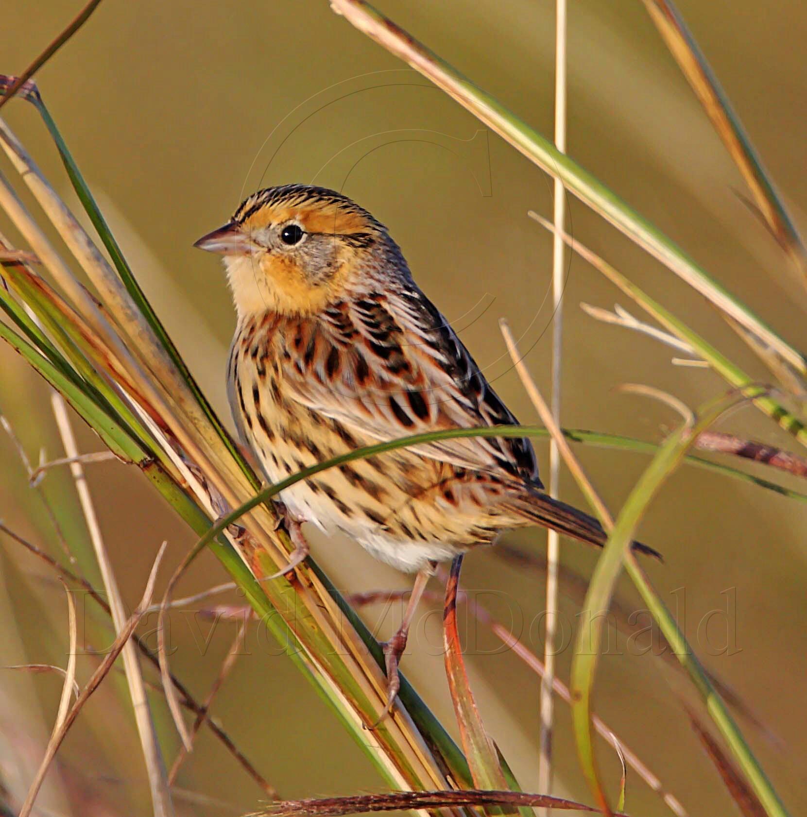 Le Contes Sparrow_6275.jpg