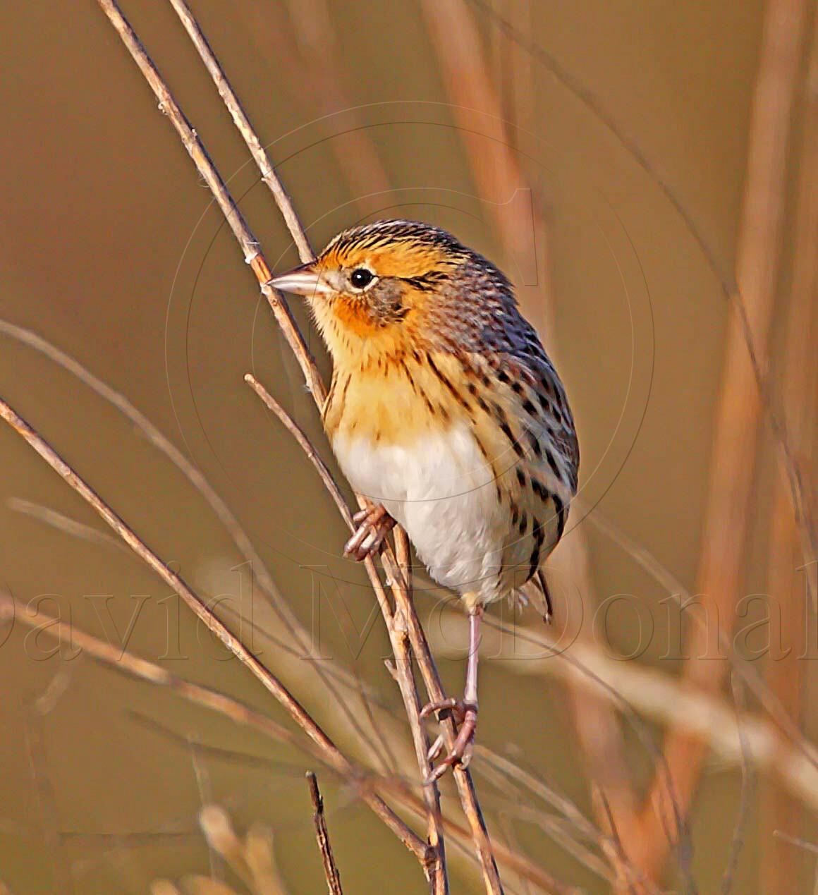 Le Contes Sparrow_6306.jpg
