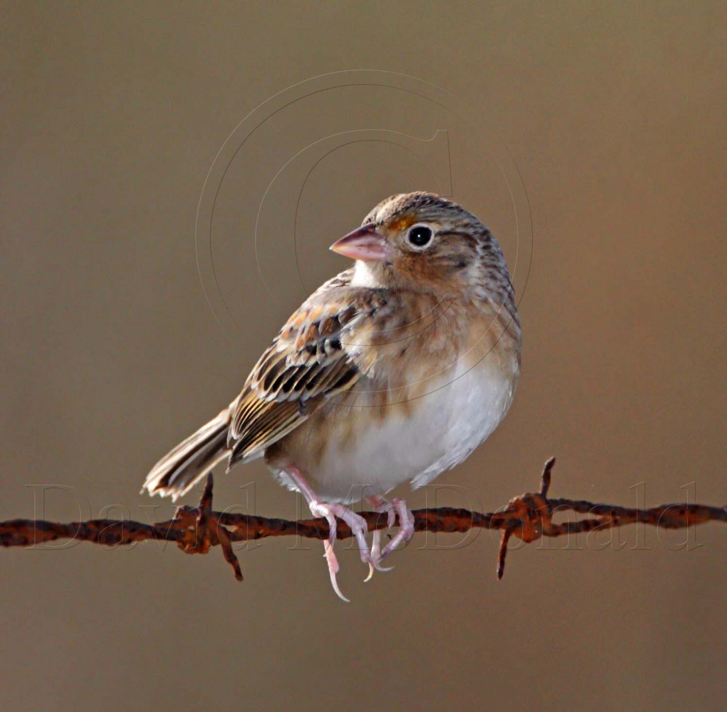 Grasshopper Sparrow_6445.jpg